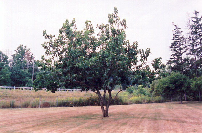 Russian Mulberry (Morus alba 'var. tatarica') at Weston Nurseries