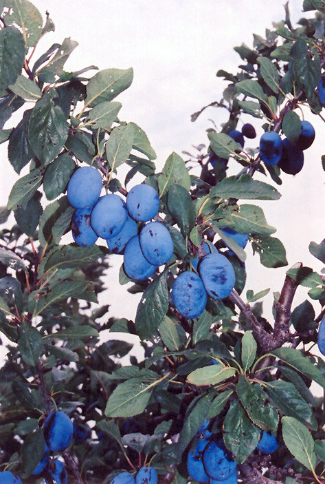 Damson Plum (Prunus 'Damson') at Weston Nurseries
