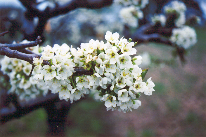 Burbank Plum (Prunus 'Burbank') at Weston Nurseries