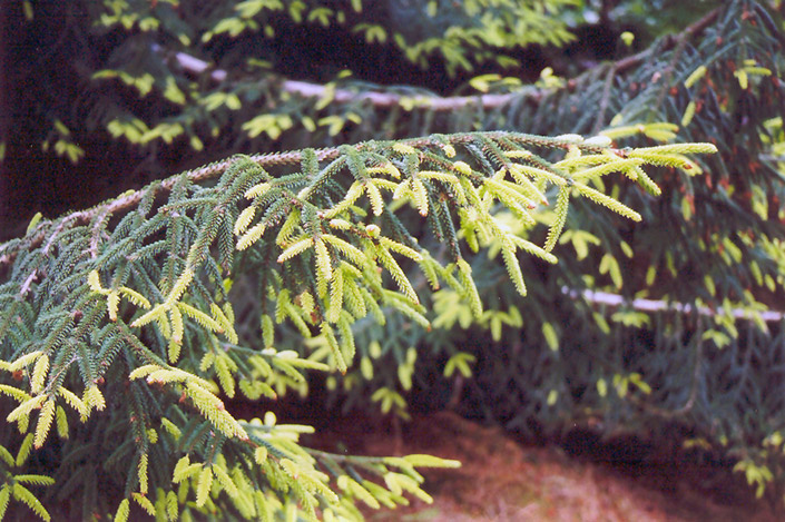 Golden Oriental Spruce (Picea orientalis 'Aurea') at Weston Nurseries