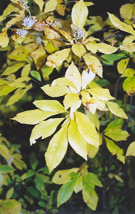 Summersweet (Clethra alnifolia) at Weston Nurseries