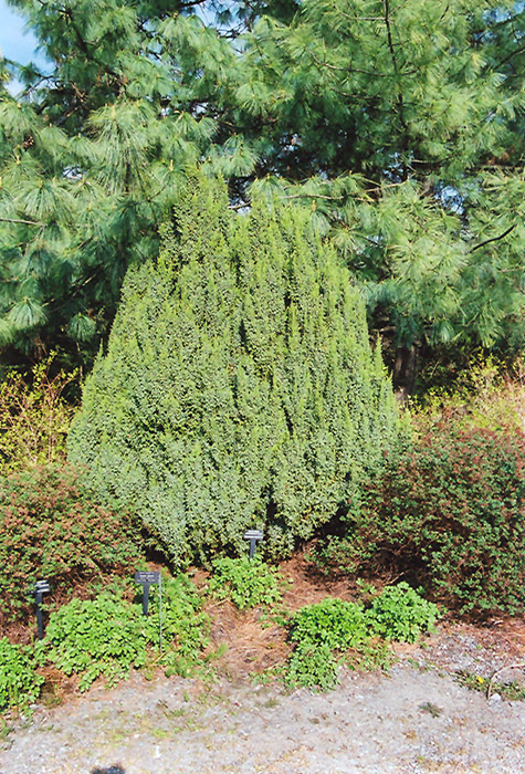 Loder's Juniper (Juniperus squamata 'Loderi') at Weston Nurseries
