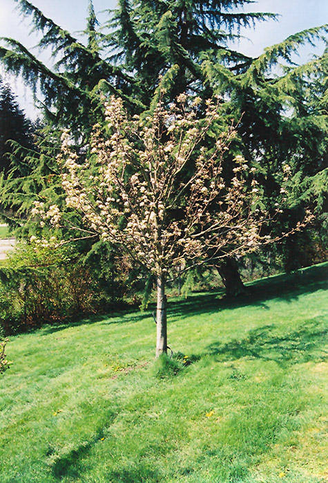 Stella Cherry (Prunus avium 'Stella') at Weston Nurseries