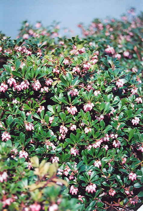 Vancouver Jade Bearberry (Arctostaphylos uva-ursi 'Vancouver Jade') at Weston Nurseries