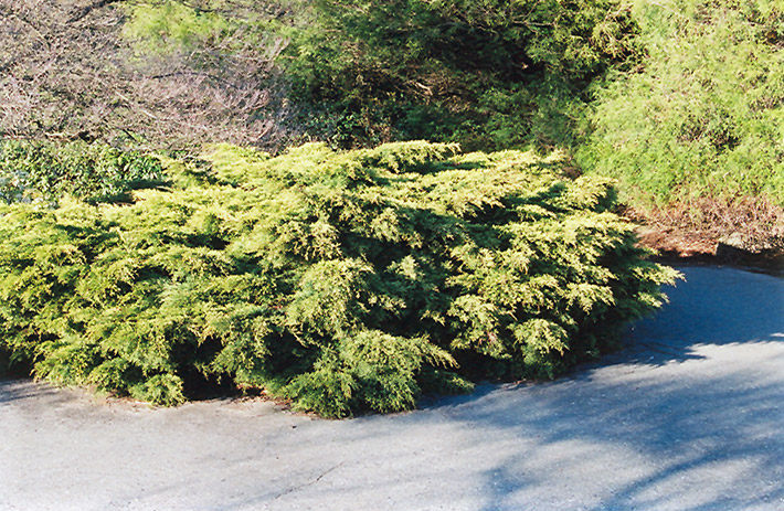 Pfitzer Juniper (Juniperus x media 'Pfitzeriana') at Weston Nurseries