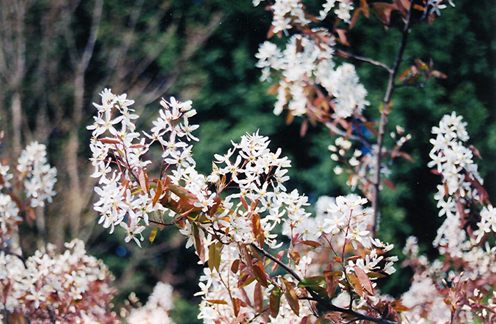 Cole's Select Serviceberry (Amelanchier x grandiflora 'Cole's Select') at Weston Nurseries