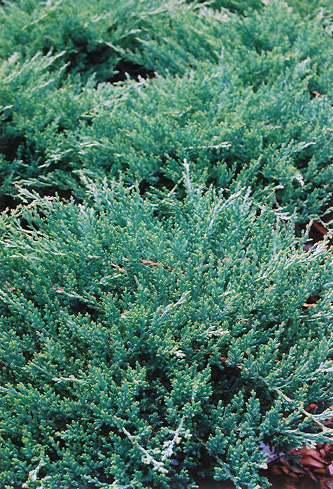 Sargent's Juniper (Juniperus chinensis 'var. sargentii') at Weston Nurseries