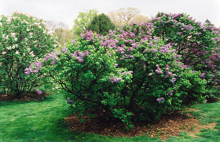 Asessippi Lilac (Syringa x hyacinthiflora 'Asessippi') at Weston Nurseries