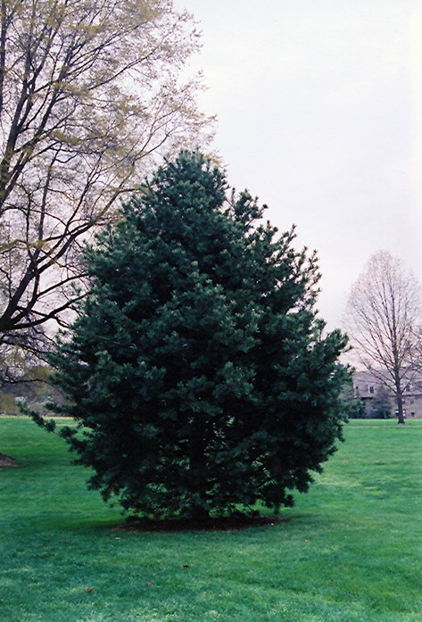 Blue Limber Pine (Pinus flexilis 'Glauca') at Weston Nurseries