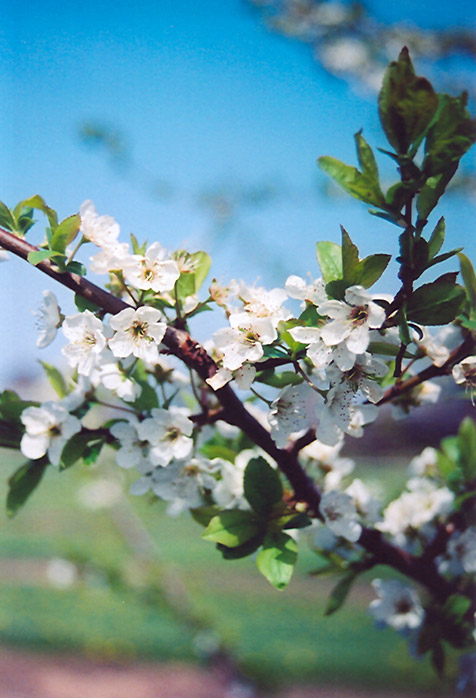 Shiro Plum (Prunus 'Shiro') at Weston Nurseries