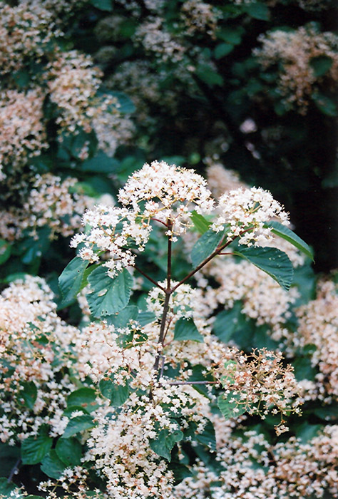 Oneida Viburnum (Viburnum 'Oneida') at Weston Nurseries