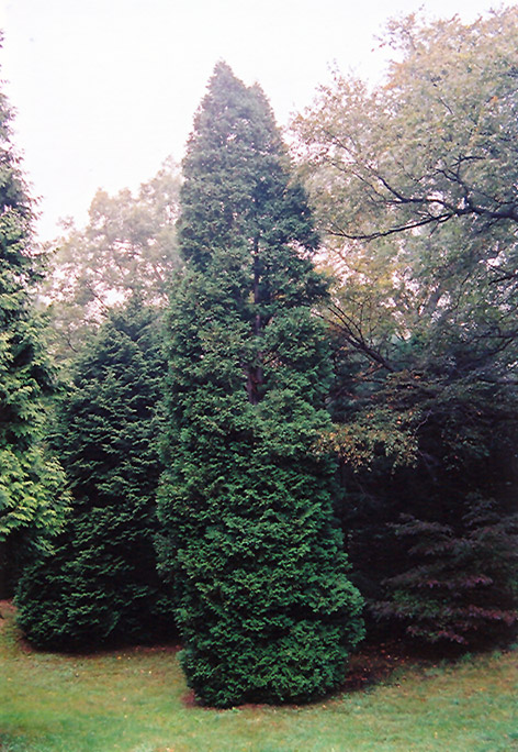 Hetz Wintergreen Arborvitae (Thuja occidentalis 'Hetz Wintergreen') at Weston Nurseries