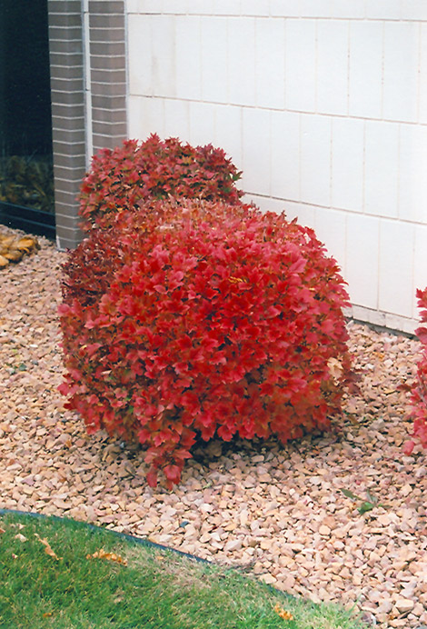 Bailey Compact Highbush Cranberry (Viburnum trilobum 'Bailey Compact') at Weston Nurseries
