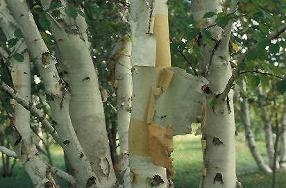 Prairie Dream Paper Birch (Betula papyrifera 'Varen') at Weston Nurseries
