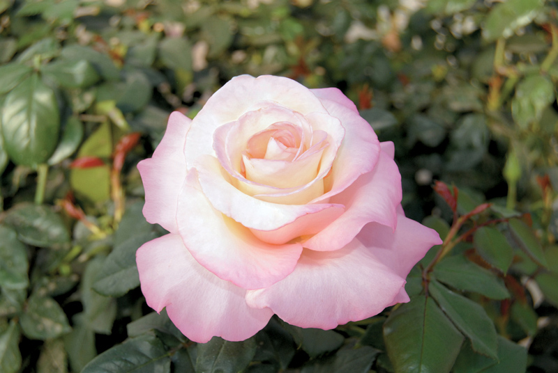 Crescendo Rose (Rosa 'Jacgemze') at Weston Nurseries