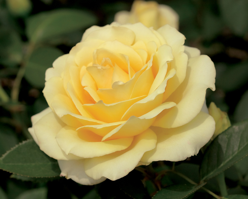 Summer Love Rose (Rosa 'WEKhocamito') at Weston Nurseries
