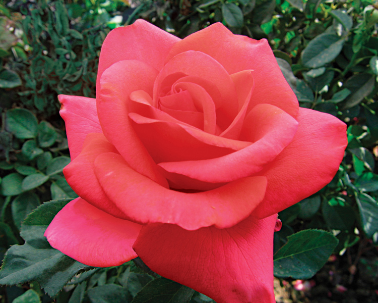 We Salute You Rose (Rosa 'WEKvoosun') at Weston Nurseries