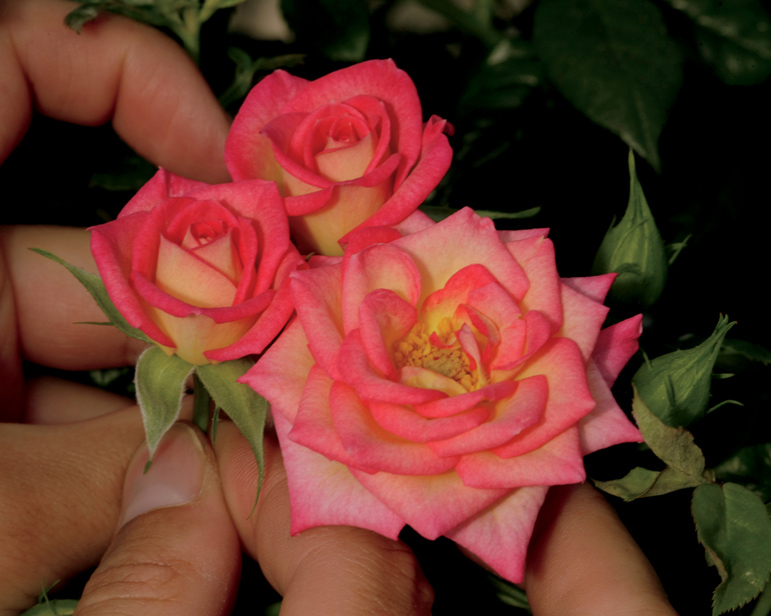 You're The One Rose (Rosa 'WEKtaclagoma') at Weston Nurseries