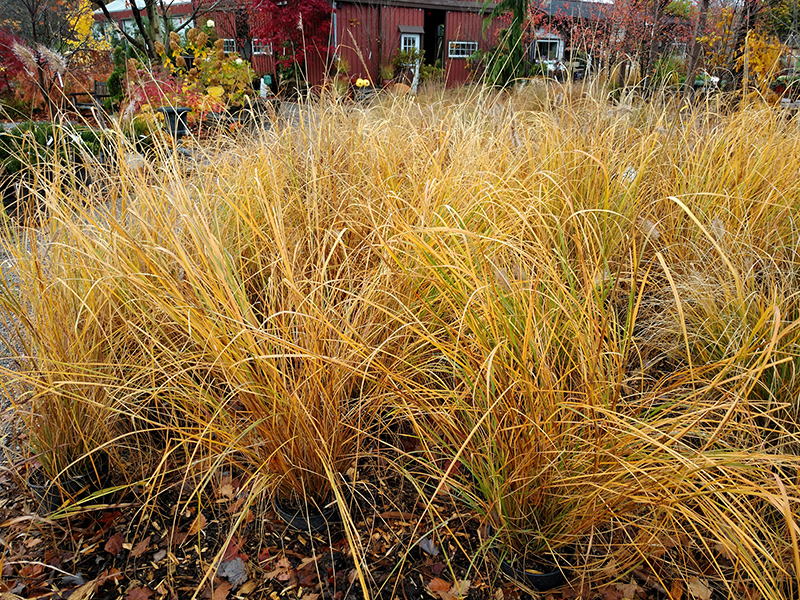 Foxtrot Fountain Grass (Pennisetum alopecuroides 'Foxtrot') at Weston Nurseries