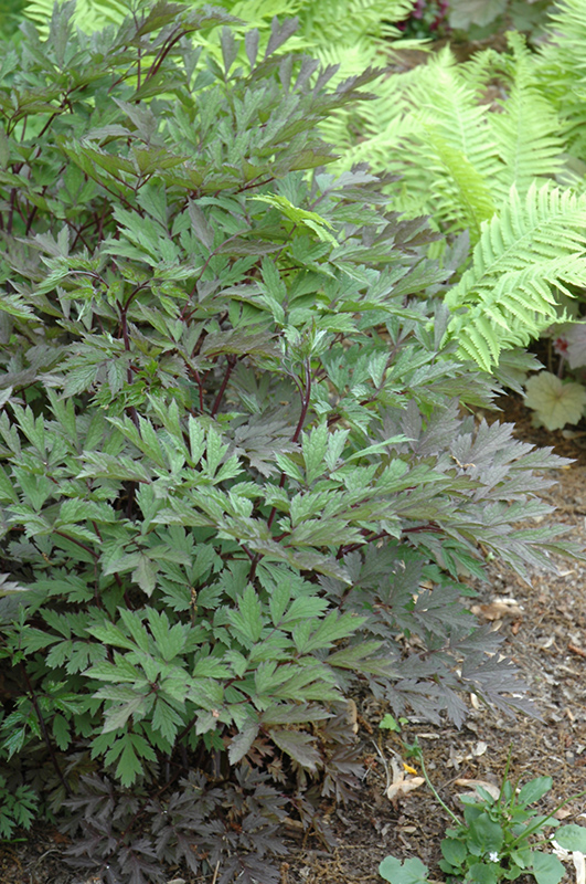 James Compton Black Snakeroot (Actaea racemosa 'James Compton') at Weston Nurseries