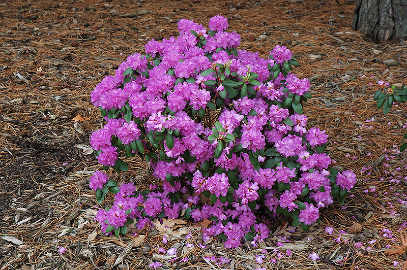Compact P.J.M. Rhododendron (Rhododendron 'P.J.M. Compact') at Weston Nurseries