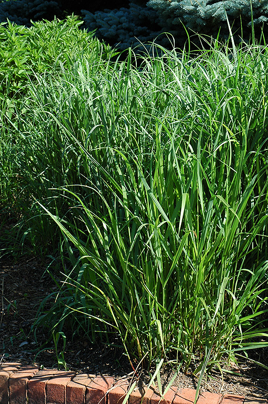 Switch Grass (Panicum virgatum) at Weston Nurseries