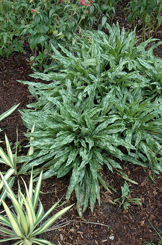 Cevennensis Lungwort (Pulmonaria longifolia 'Cevennensis') at Weston Nurseries