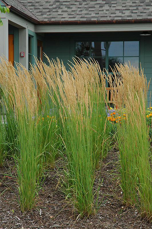 Karl Foerster Reed Grass (Calamagrostis x acutiflora 'Karl Foerster') at Weston Nurseries