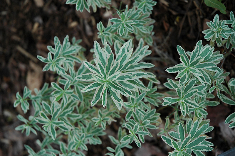 First Blush Spurge (Euphorbia polychroma 'First Blush') at Weston Nurseries