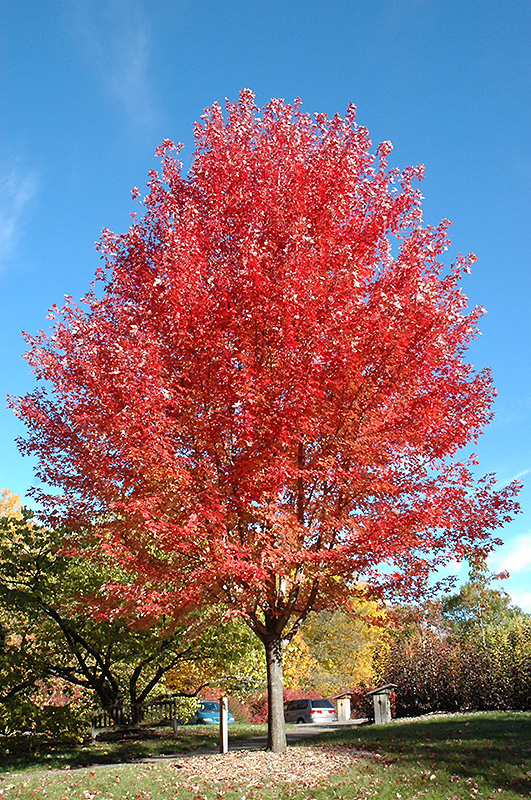Autumn Blaze Maple (Acer x freemanii 'Jeffersred') at Weston Nurseries