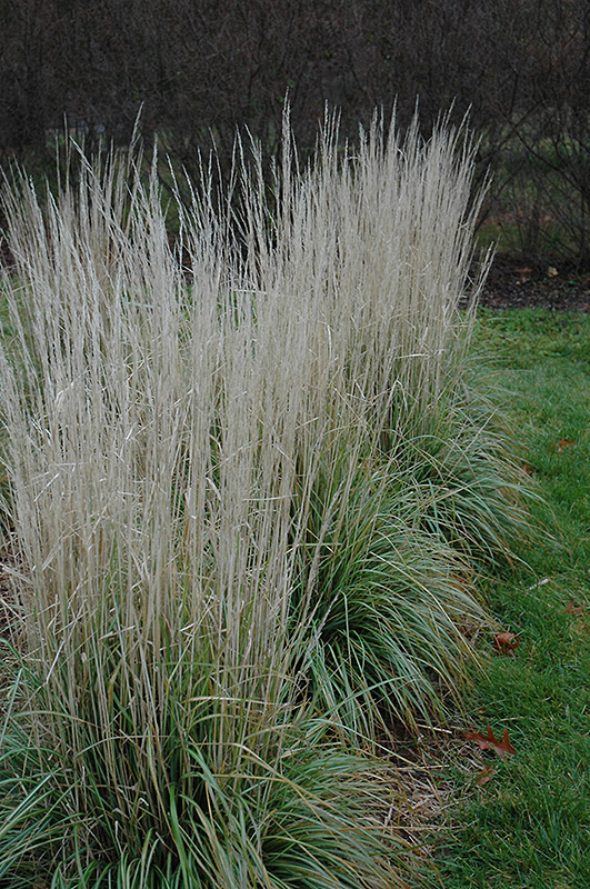 Avalanche Reed Grass (Calamagrostis x acutiflora 'Avalanche') at Weston Nurseries