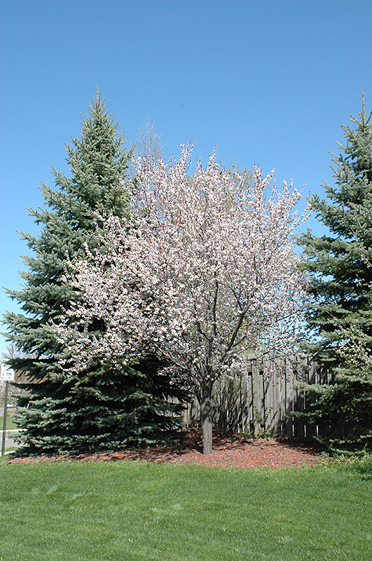 Newport Plum (Prunus cerasifera 'Newport') at Weston Nurseries