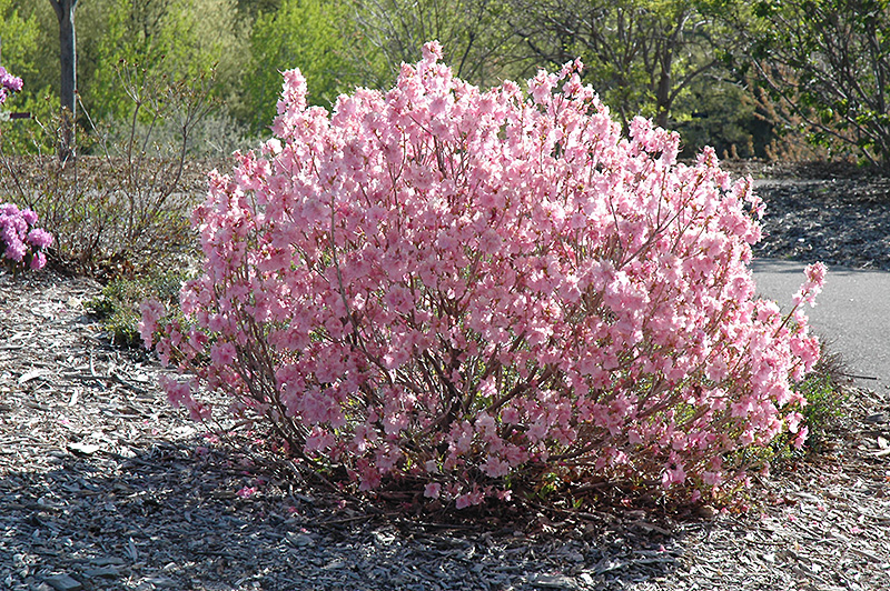 Cornell Pink Rhododendron (Rhododendron mucronulatum 'Cornell Pink') at Weston Nurseries
