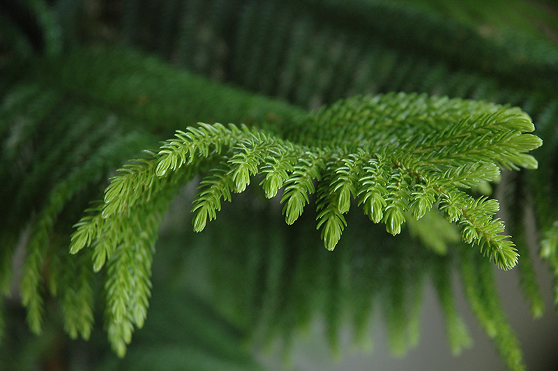 Norfolk Island Pine (Araucaria heterophylla) at Weston Nurseries