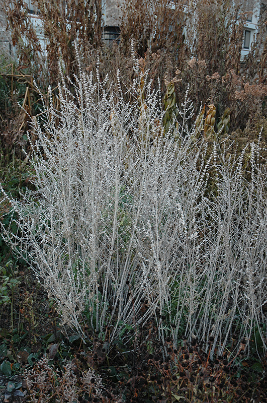 Russian Sage (Perovskia atriplicifolia) at Weston Nurseries