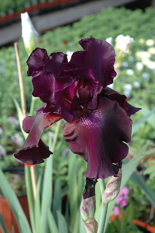 Superstition Iris (Iris 'Superstition') at Weston Nurseries