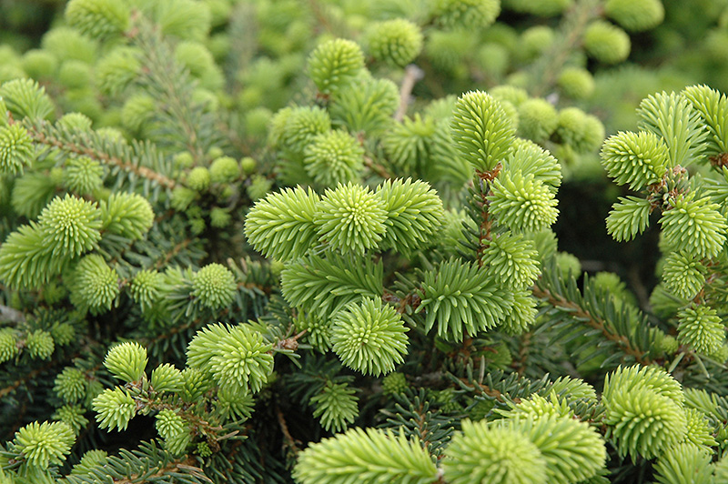 Creeping Norway Spruce (Picea abies 'Repens') at Weston Nurseries