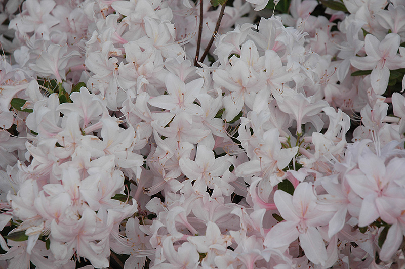 White Lights Azalea (Rhododendron 'White Lights') at Weston Nurseries