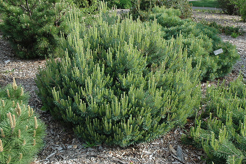 Beauvronensis Scotch Pine (Pinus sylvestris 'Beauvronensis') at Weston Nurseries