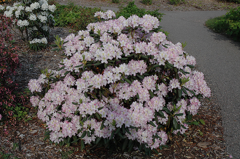 Helsinki University Rhododendron (Rhododendron 'Helsinki University') at Weston Nurseries
