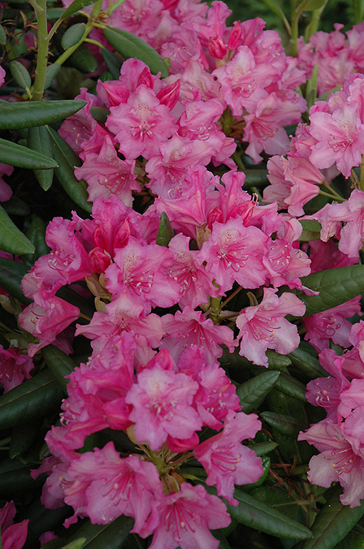 Hellikki Rhododendron (Rhododendron 'Hellikki') at Weston Nurseries