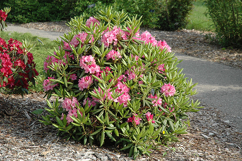 Haaga Rhododendron (Rhododendron 'Haaga') at Weston Nurseries