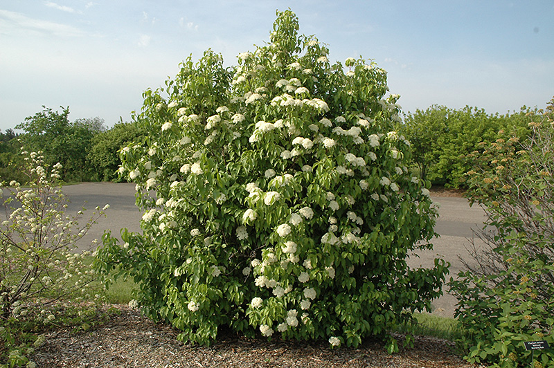 Nannyberry (Viburnum lentago) at Weston Nurseries