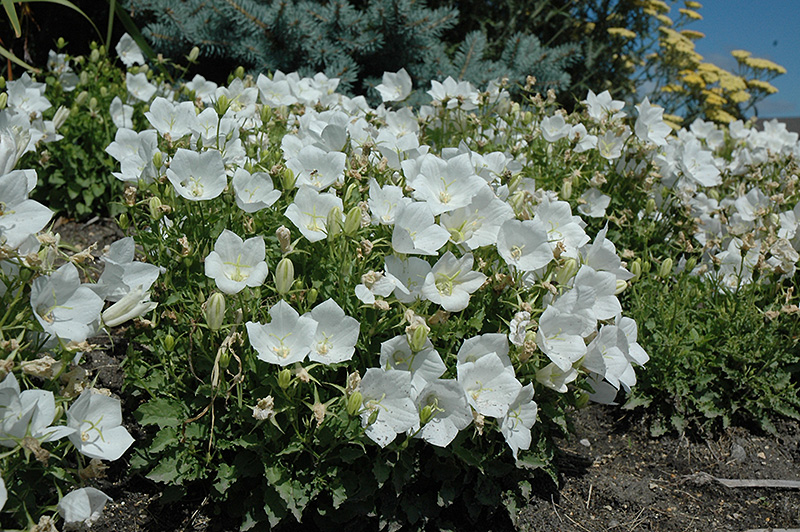 White Clips Bellflower (Campanula carpatica 'White Clips') at Weston Nurseries