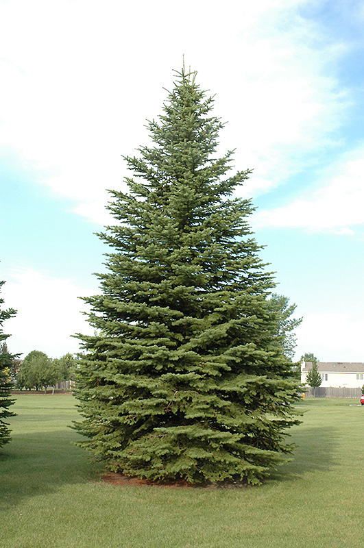 Colorado Spruce (Picea pungens) at Weston Nurseries