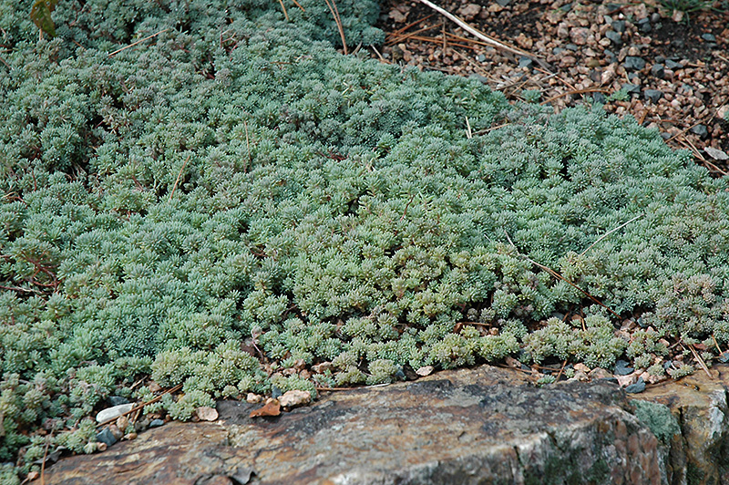 Spanish Stonecrop (Sedum hispanicum) at Weston Nurseries