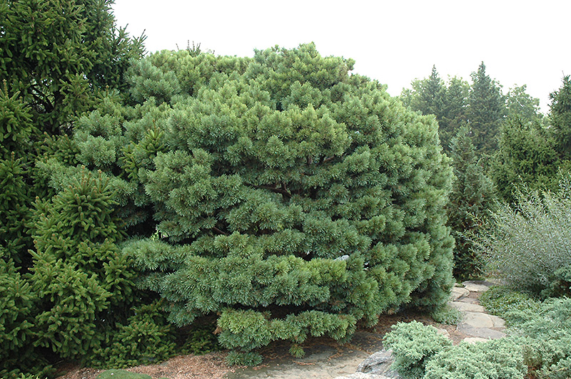 Dwarf Blue Scotch Pine (Pinus sylvestris 'Glauca Nana') at Weston Nurseries