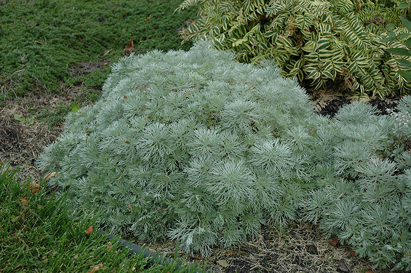 Silver Mound Artemesia (Artemisia schmidtiana 'Silver Mound') at Weston Nurseries