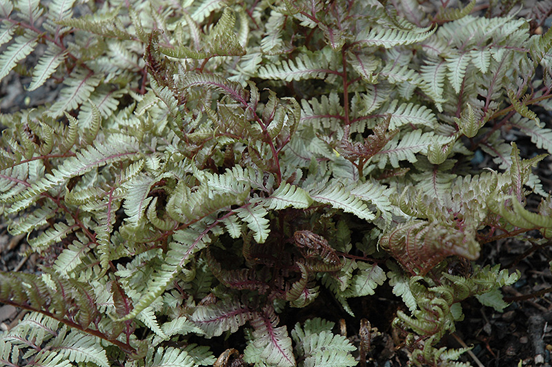 Red Beauty Painted Fern (Athyrium nipponicum 'Red Beauty') at Weston Nurseries