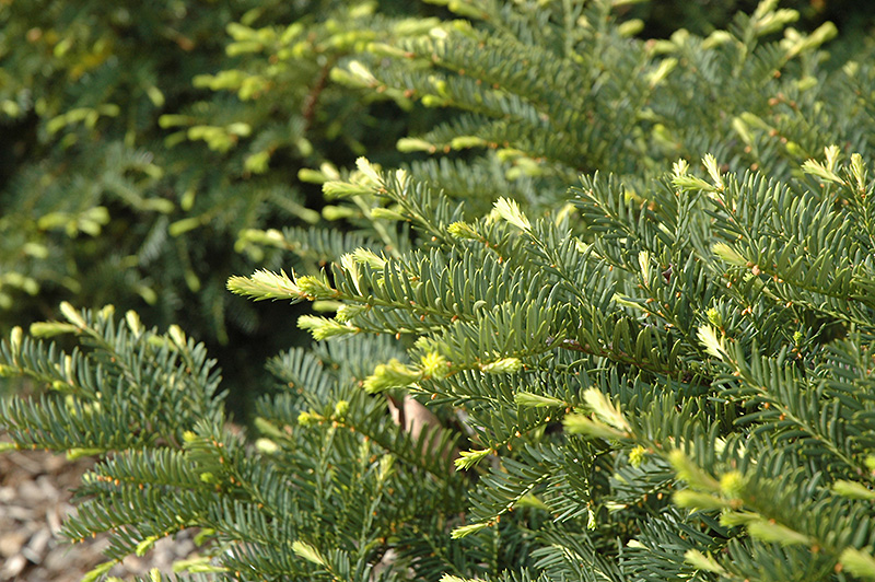 Green Wave Yew (Taxus x media 'Green Wave') at Weston Nurseries